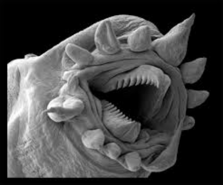 photo of a tardigrade